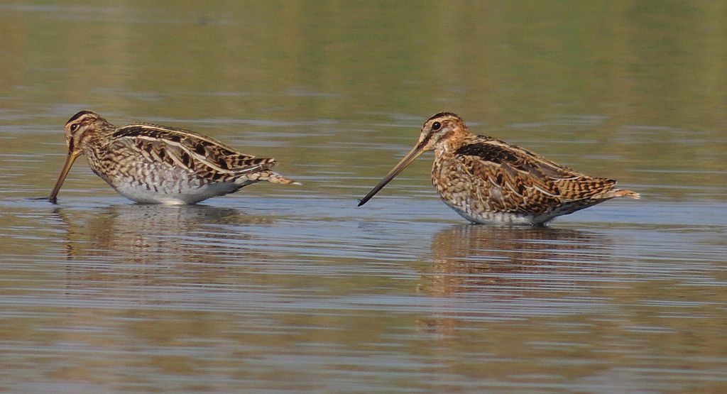 Bekas kszyk, kszyk (Gallinago gallinago)