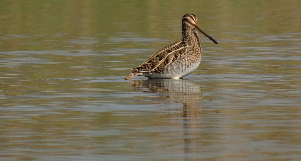 Bekas kszyk, kszyk (Gallinago gallinago)