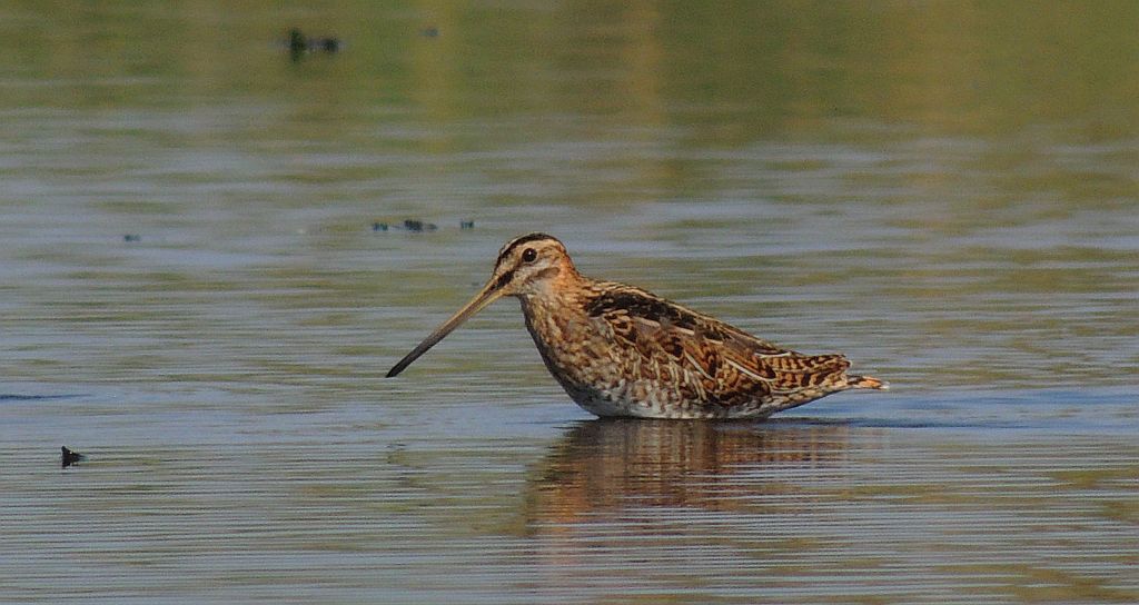 Bekas kszyk, kszyk (Gallinago gallinago)