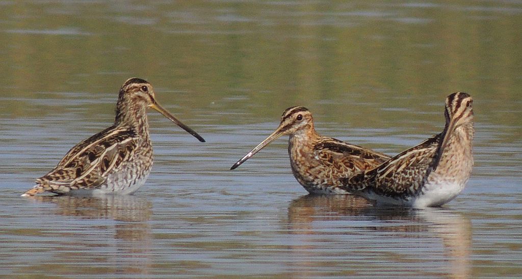 Bekas kszyk, kszyk (Gallinago gallinago)