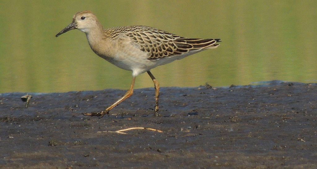 Batalion, bojownik batalion, bojownik zmienny, biegus bojownik, bojownik odmienny (Philomachus pugnax)
