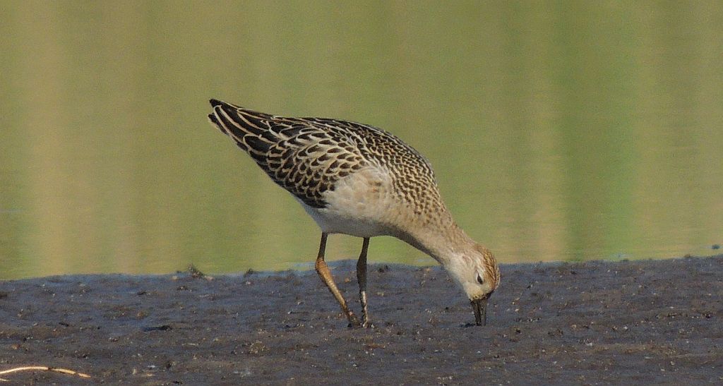 Batalion, bojownik batalion, bojownik zmienny, biegus bojownik, bojownik odmienny (Philomachus pugnax)