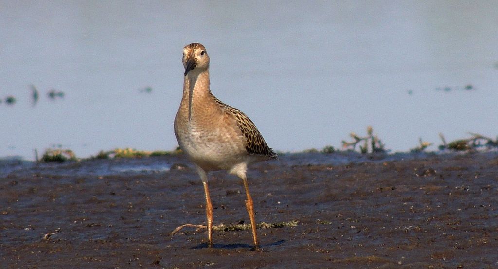 Batalion, bojownik batalion, bojownik zmienny, biegus bojownik, bojownik odmienny (Philomachus pugnax)
