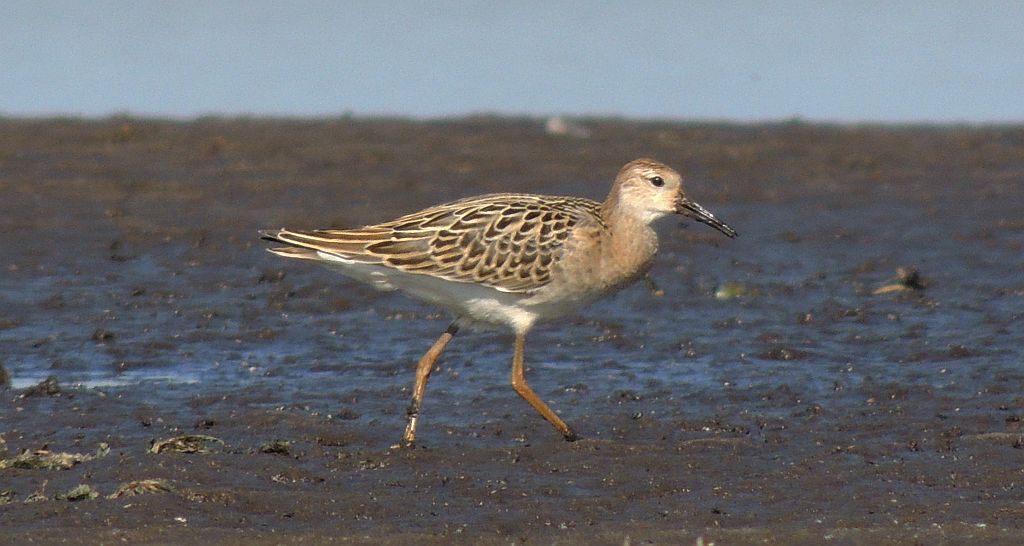 Batalion, bojownik batalion, bojownik zmienny, biegus bojownik, bojownik odmienny (Philomachus pugnax)