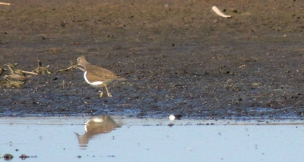 Brodziec piskliwy (Actitis hypoleucos)