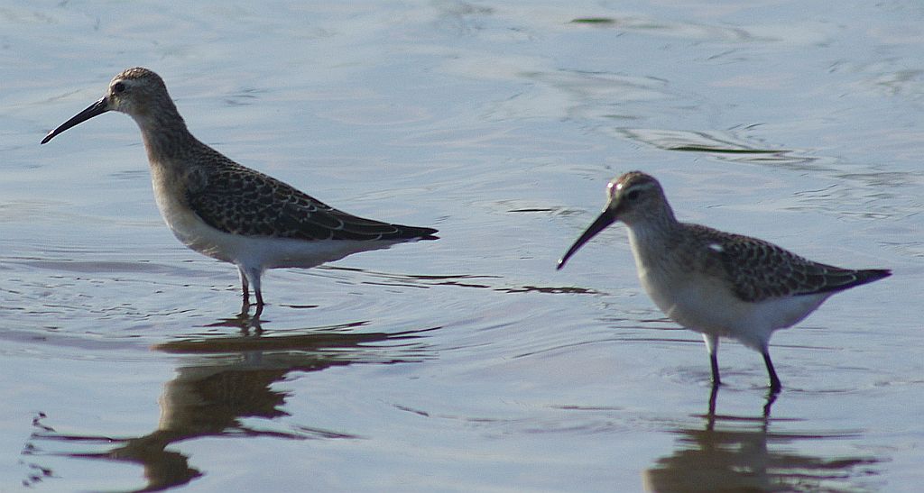 Biegus krzywodzioby (Calidris ferruginea)