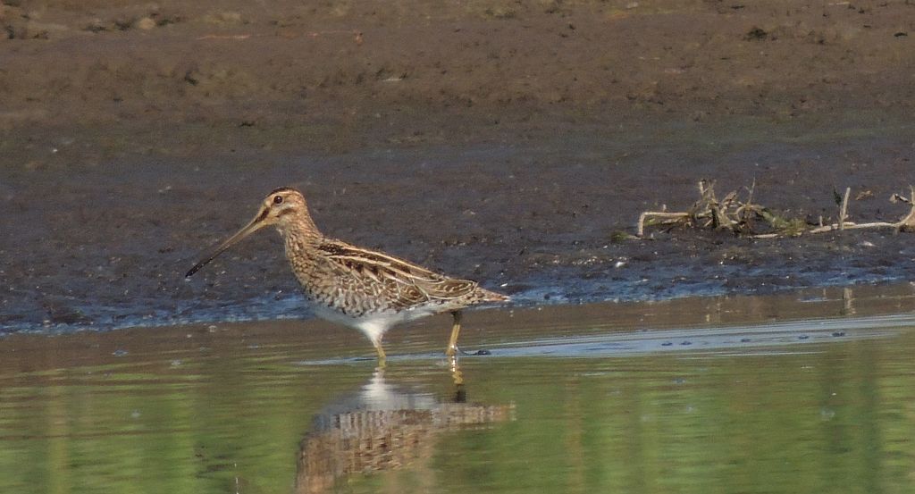 Bekas kszyk, kszyk (Gallinago gallinago)