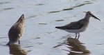 Biegus krzywodzioby (Calidris ferruginea)