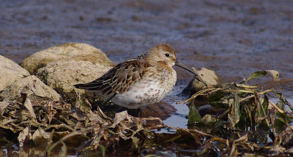Biegus zmienny (Calidris alpina)