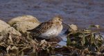 Biegus zmienny (Calidris alpina)