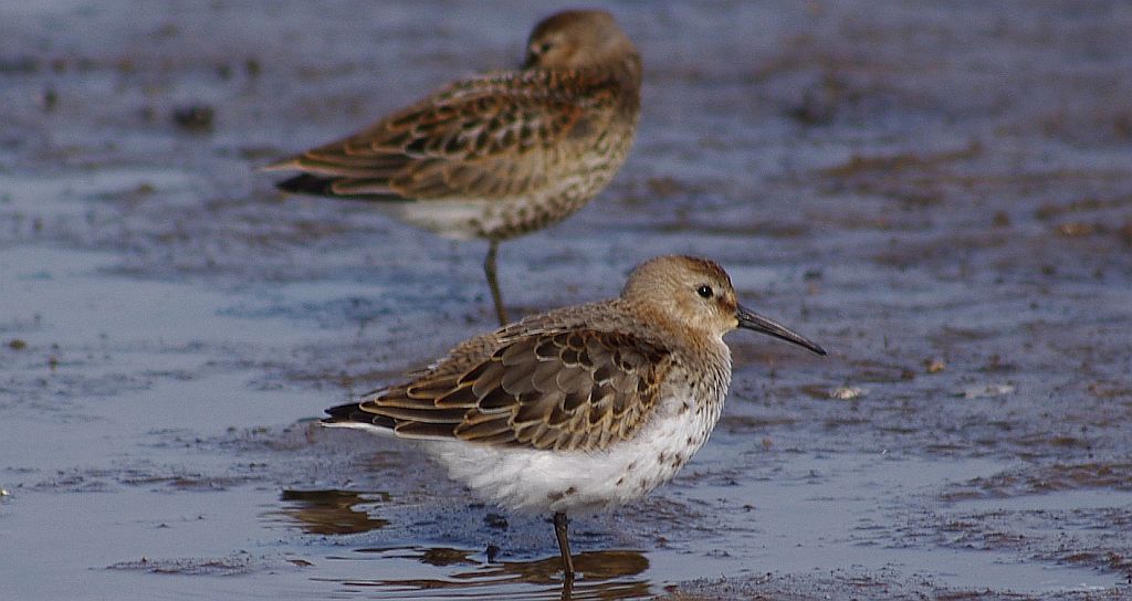 Biegus zmienny (Calidris alpina)