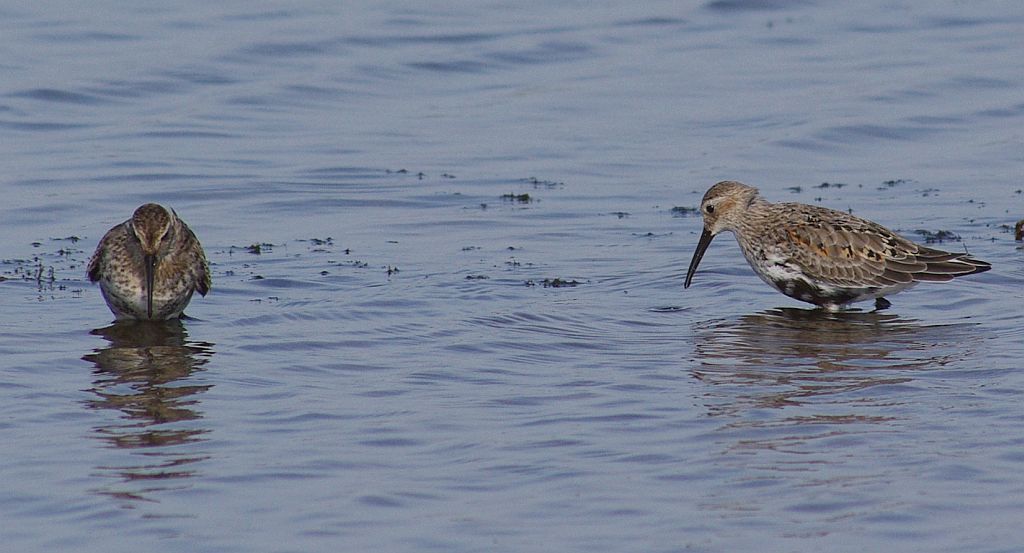 Biegusy zmienne (Calidris alpina)
