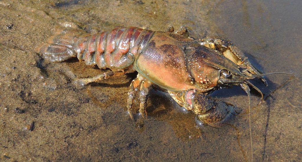 Rak pręgowaty, rak pręgowany, rak amerykański (Orconectes limosus)