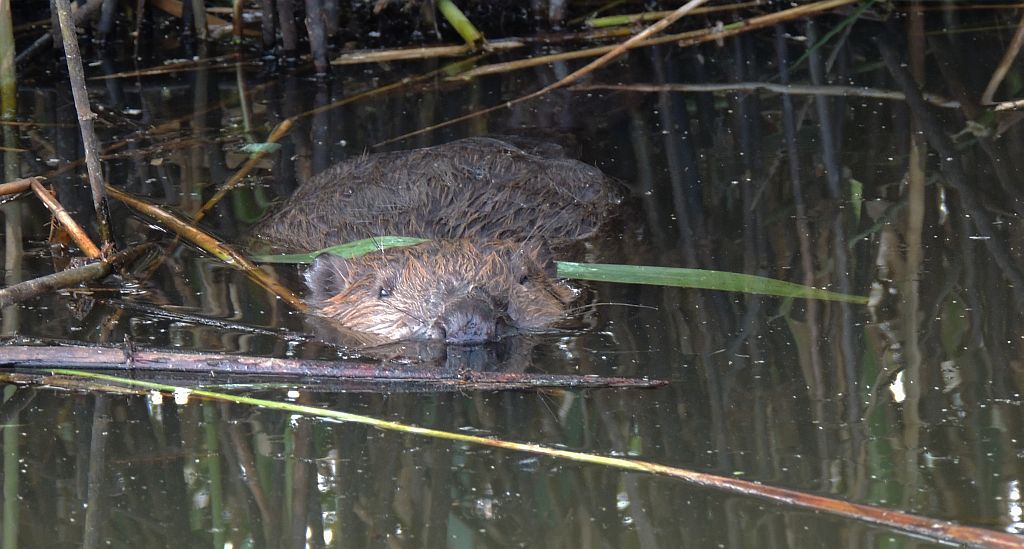 Bóbr europejski (Castor fiber)