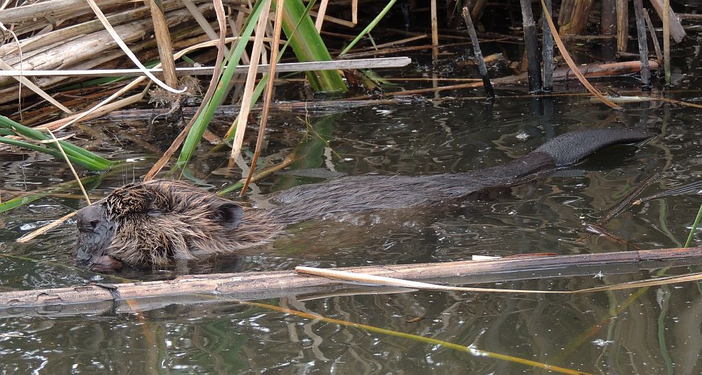 Bóbr europejski (Castor fiber)