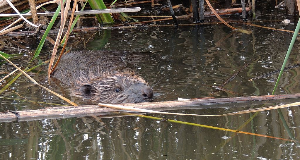 Bóbr europejski (Castor fiber)