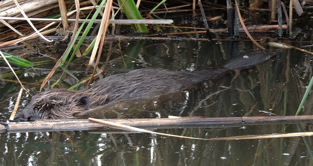 Bóbr europejski (Castor fiber)