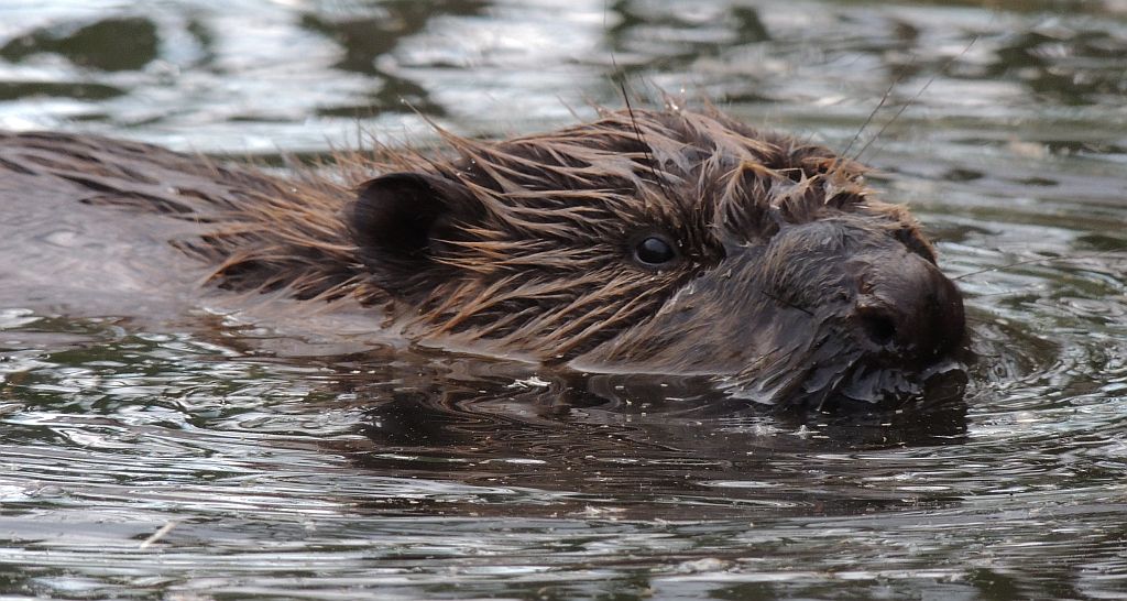 Bóbr europejski (Castor fiber)