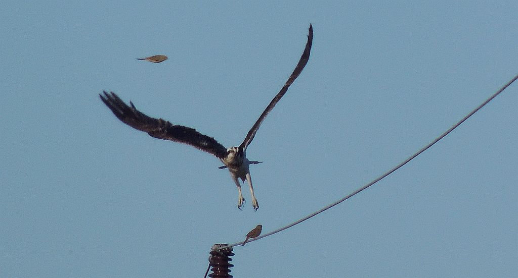 Rybołów (Pandion haliaetus)