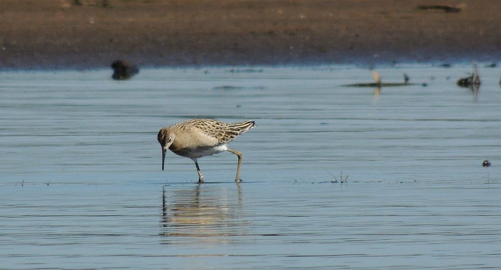 Batalion, bojownik batalion, bojownik zmienny, biegus bojownik, bojownik odmienny (Philomachus pugnax)