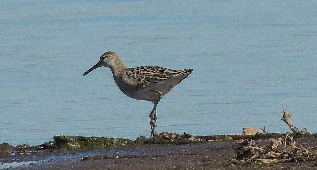 Batalion, bojownik batalion, bojownik zmienny, biegus bojownik, bojownik odmienny (Philomachus pugnax)