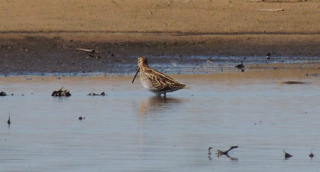Bekas kszyk, kszyk (Gallinago gallinago)