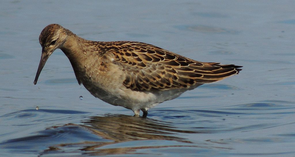 Batalion, bojownik batalion, bojownik zmienny, biegus bojownik, bojownik odmienny (Philomachus pugnax)