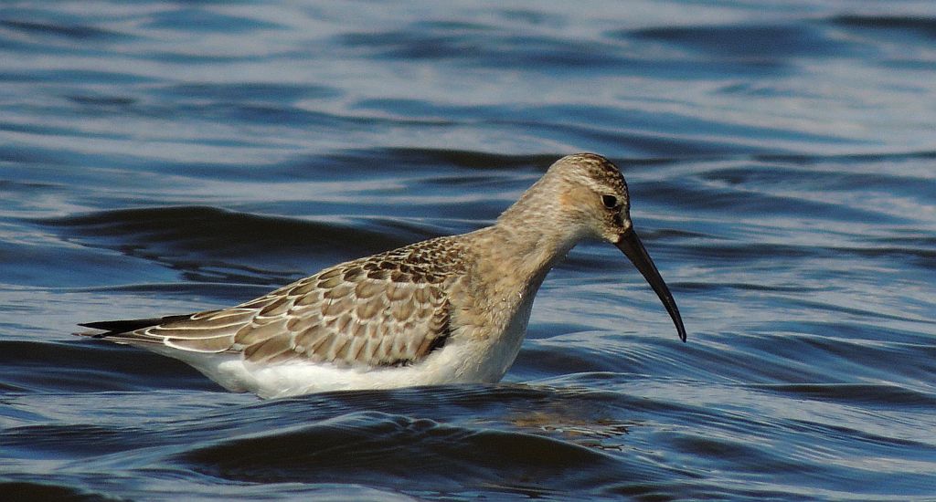 Biegus krzywodzioby (Calidris ferruginea)