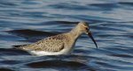 Biegus krzywodzioby (Calidris ferruginea)