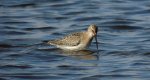 Biegus krzywodzioby (Calidris ferruginea)
