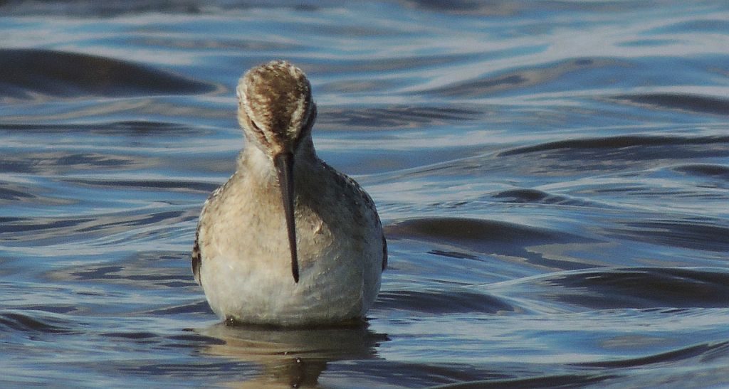 Biegus krzywodzioby (Calidris ferruginea)