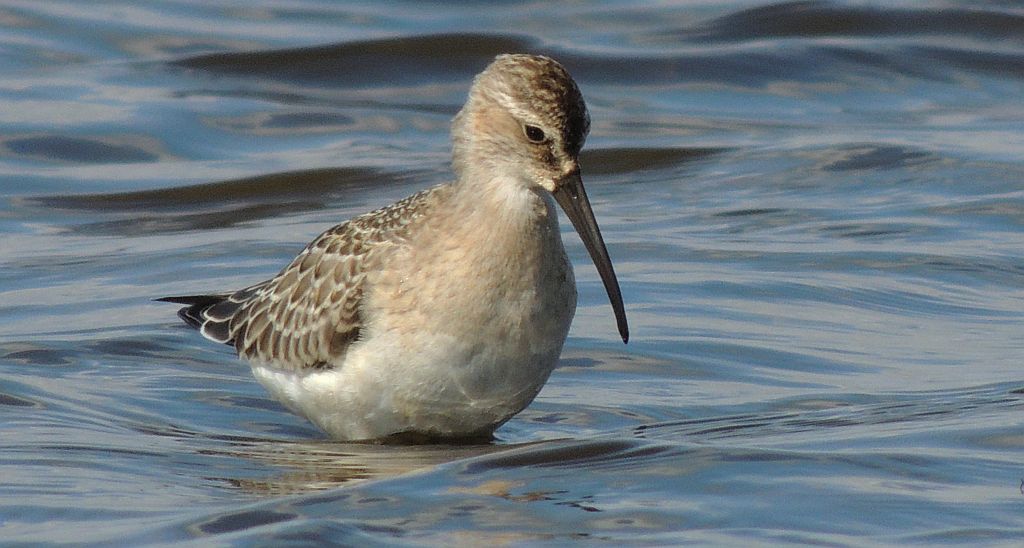 Biegus krzywodzioby (Calidris ferruginea)