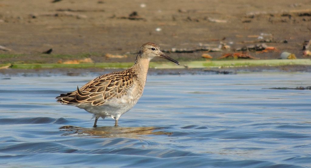 Batalion, bojownik batalion, bojownik zmienny, biegus bojownik, bojownik odmienny (Philomachus pugnax)