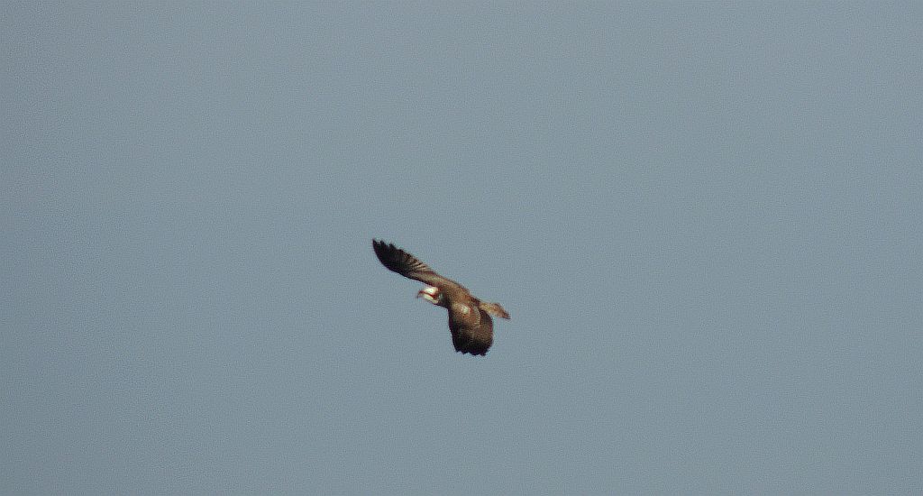 Rybołów (Pandion haliaetus)