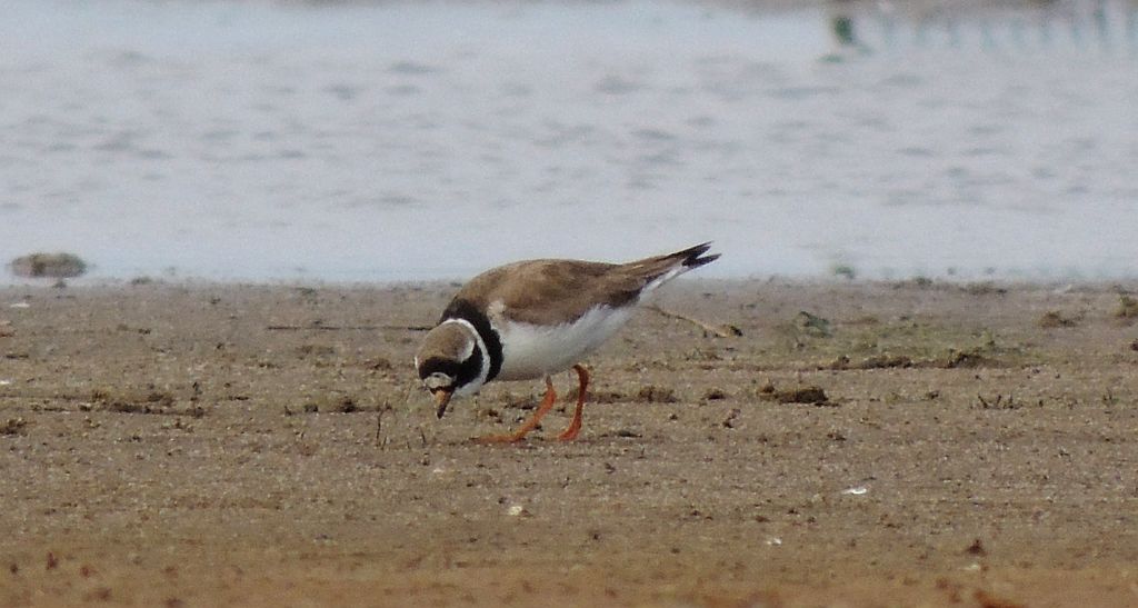 Sieweczka obrożna (Charadrius hiaticula)