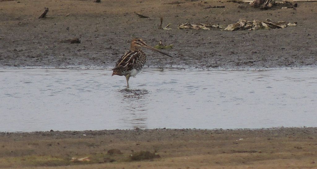 Bekas kszyk, kszyk (Gallinago gallinago)