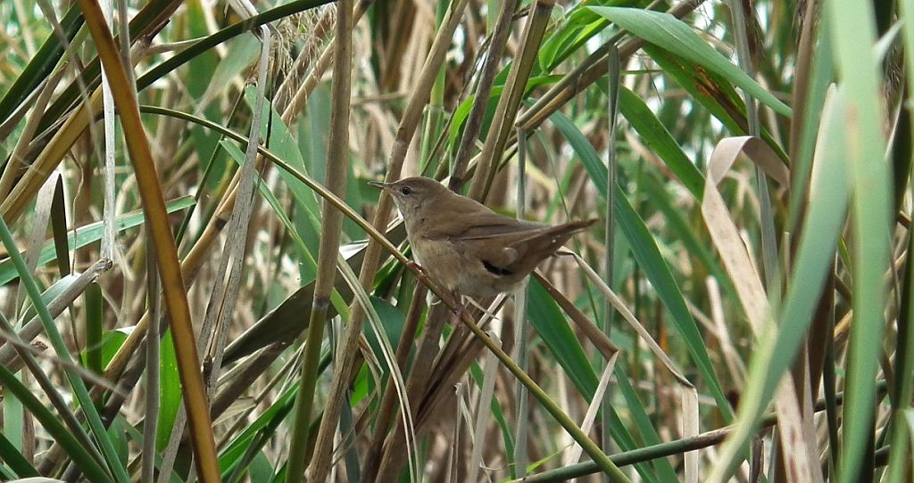 Strumieniówka (Locustella fluviatilis)