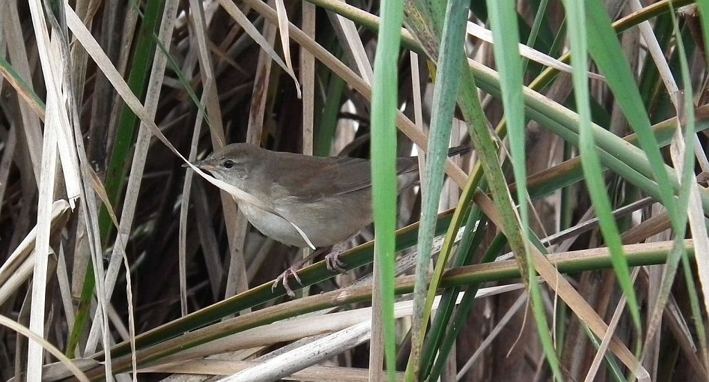 Strumieniówka (Locustella fluviatilis)