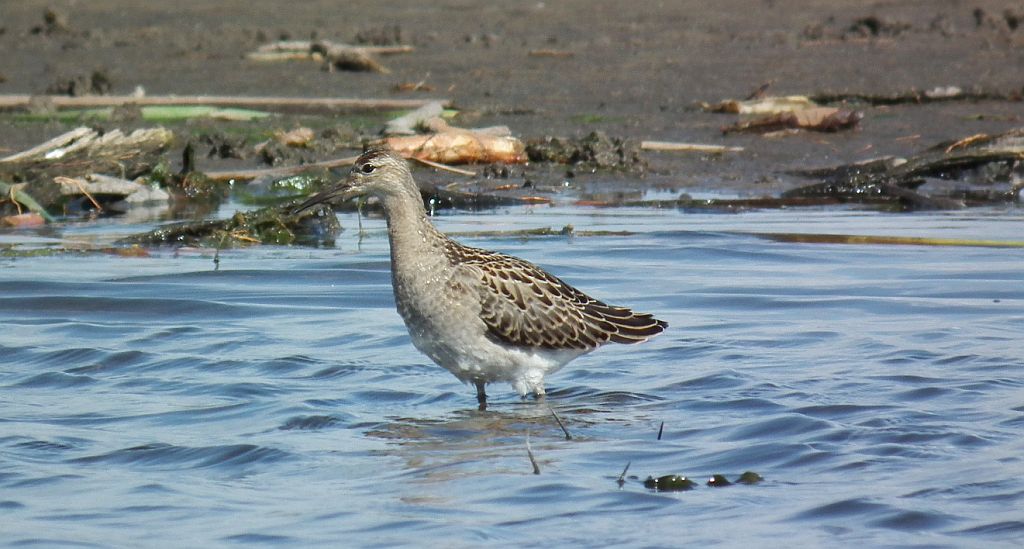 Batalion, bojownik batalion, bojownik zmienny, biegus bojownik, bojownik odmienny (Philomachus pugnax)