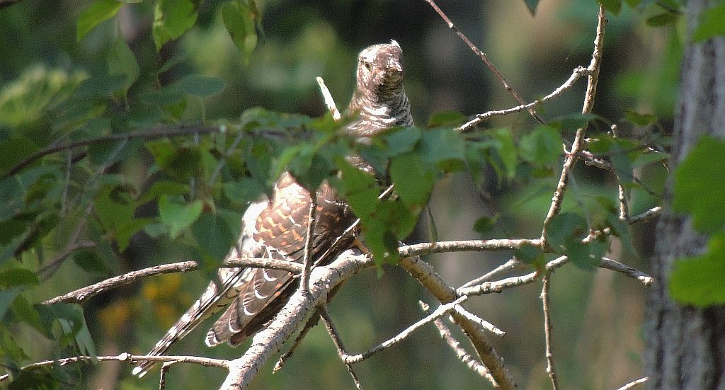 Kukułka zwyczajna, kukułka pospolita, kukułka (nazwy ludowe: gżegżółka, zazula) (Cuculus canorus)