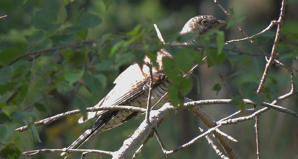 Kukułka zwyczajna, kukułka pospolita, kukułka (nazwy ludowe: gżegżółka, zazula) (Cuculus canorus)