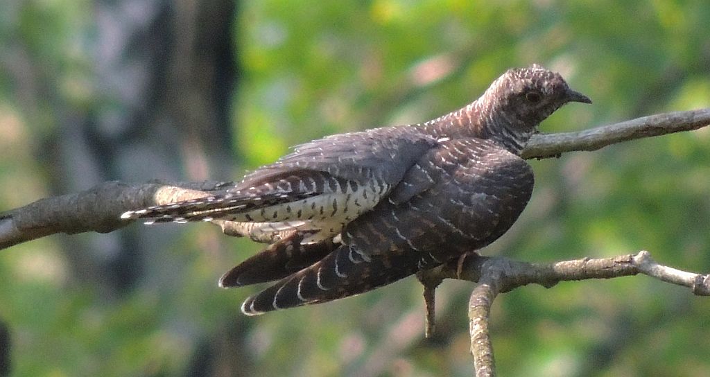 Kukułka zwyczajna, kukułka pospolita, kukułka (nazwy ludowe: gżegżółka, zazula) (Cuculus canorus)