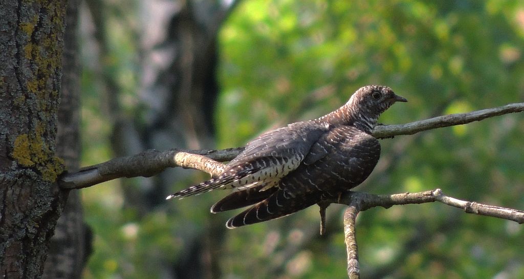 Kukułka zwyczajna, kukułka pospolita, kukułka (nazwy ludowe: gżegżółka, zazula) (Cuculus canorus)