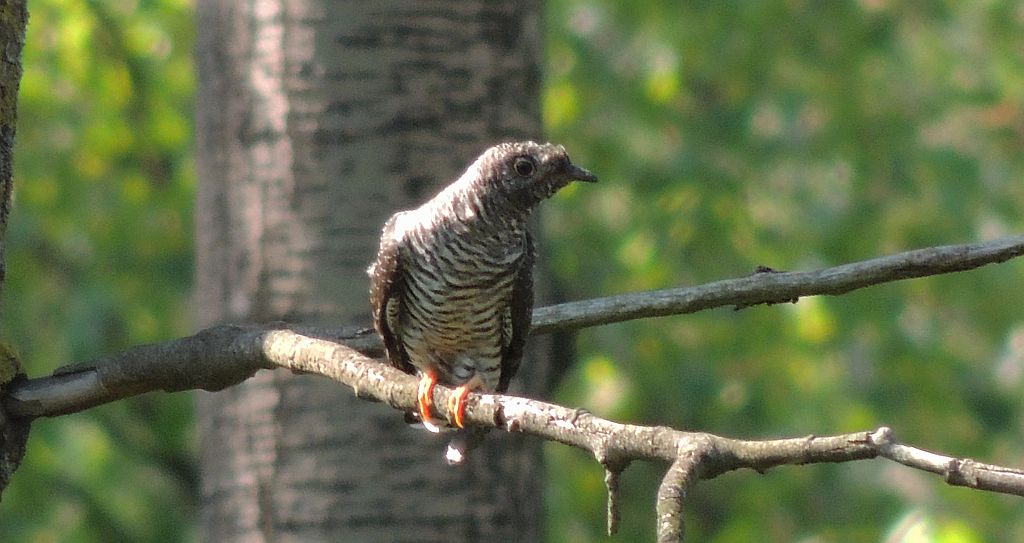 Kukułka zwyczajna, kukułka pospolita, kukułka (nazwy ludowe: gżegżółka, zazula) (Cuculus canorus)