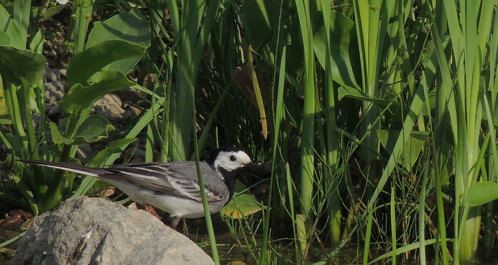 Pliszka siwa (Motacilla alba)