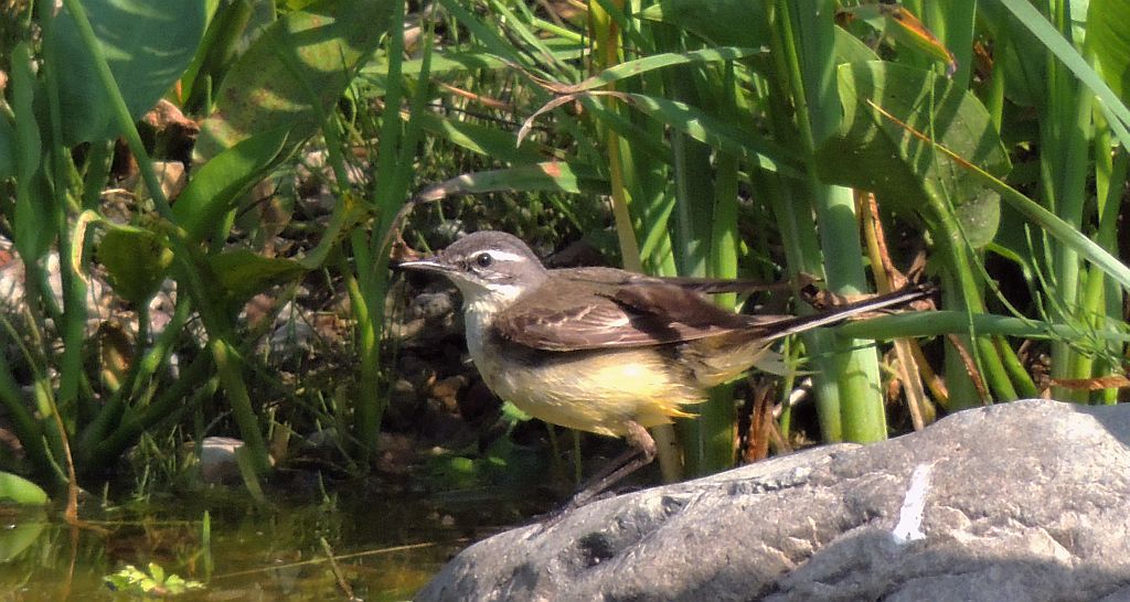 Pliszka żółta, wolarka (Motacilla flava)