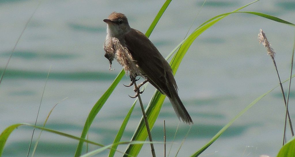 Trzciniak zwyczajny, trzciniak drozdówka (Acrocephalus arundinaceus)