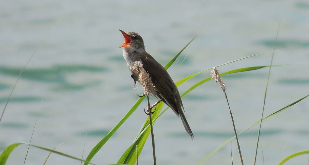 Trzciniak zwyczajny, trzciniak drozdówka (Acrocephalus arundinaceus)