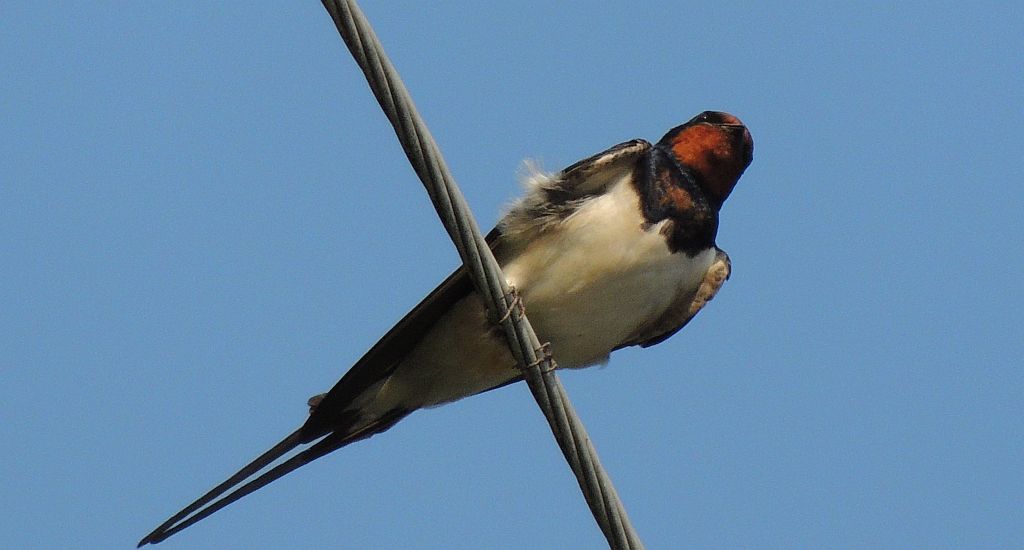 Jaskółka dymówka (Hirundo rustica)