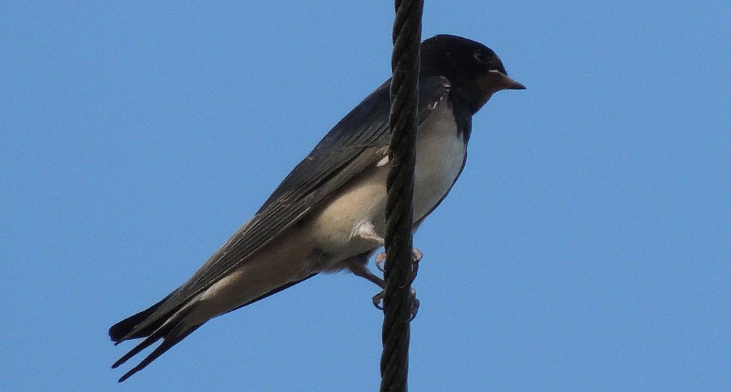Jaskółka dymówka (Hirundo rustica)